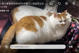 万万没想到！有的MCN不仅编故事骗观众，而且骗主播图片