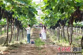 泸州合江：葡萄甜蜜上市 夏日果盘添新图片