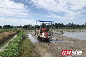 南县明山头镇：抢抓农时不停歇 田间晚稻种植忙图片