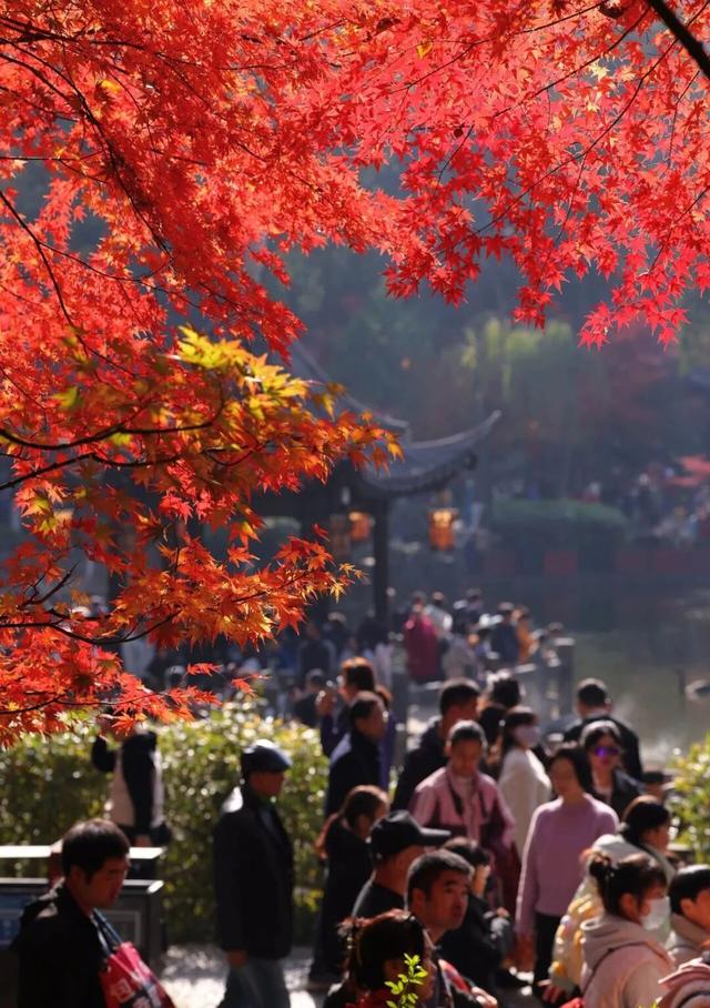 栖霞山人气爆棚，红叶超长待机！@友友们，错峰更有乐趣哦~
