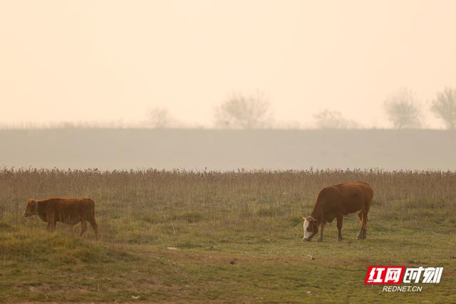 大美红图丨湘江枯水河床成市民活动“新场所”