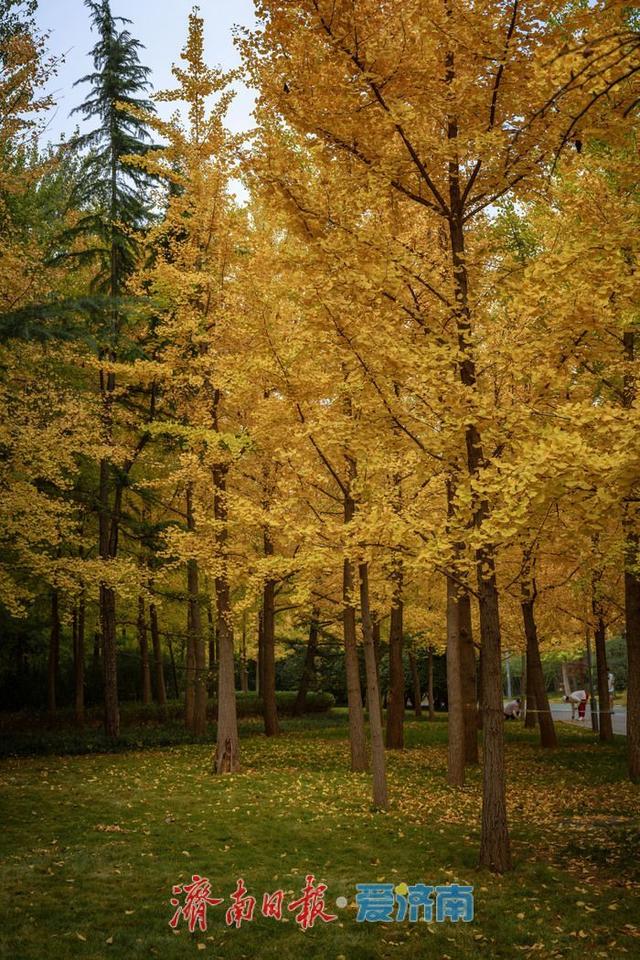一年四季 泉在济南丨济南森林公园银杏林满目金黄如诗如画