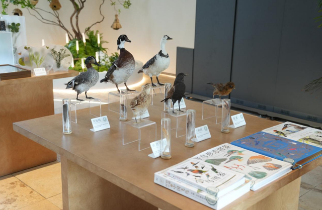 东至：候鸟为媒 解锁生态旅游新体验