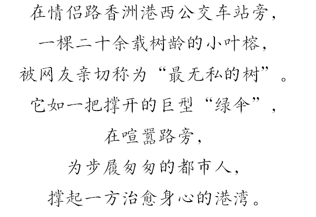 上新！珠海“顶流爱心树”浪漫升级，出片率100%！