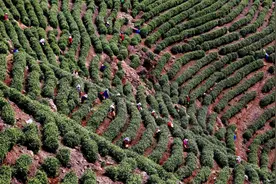 浙江安吉茶园里来了河南杞县采茶工图片