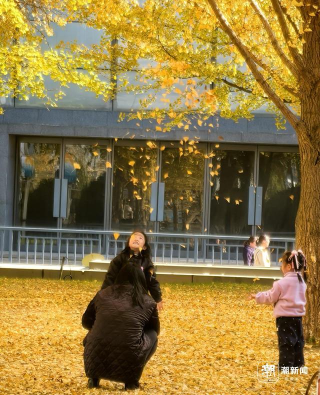 限定金色浪漫！杭州这处新晋银杏打卡点火了，坐标市民中心