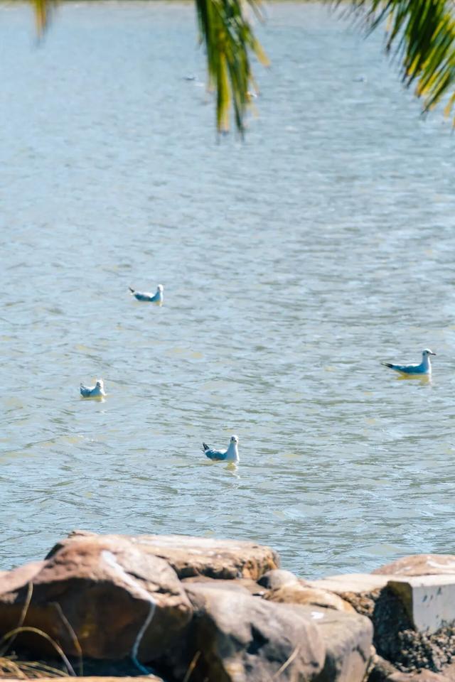 都是小众打卡点！在这些地方看海鸥，景美鸥多还诗意满满~