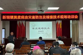 黄皮栽培技术想提升？科技特派员进高州新垌镇来帮忙图片