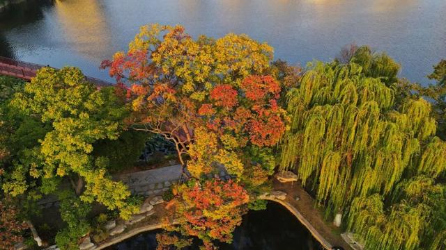 南京这棵树，刷屏了