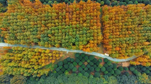 40000株银杏黄了！成都第一波！