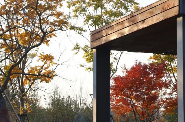 上海市区免费公园的枫叶大道红了！还有通往 “欧洲城堡” 的绝美旋梯→