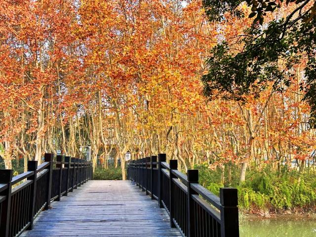 满目金黄！闵行这个公园落满秋声……