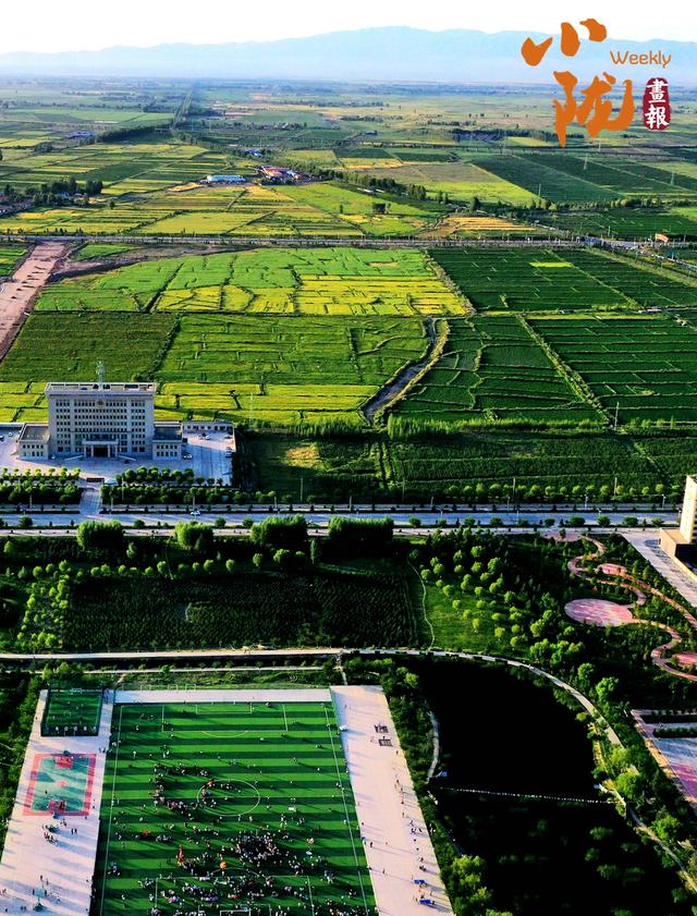 【小陇画报·387期】民乐油菜花海 金色波浪美翻整个夏天