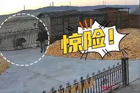 专家：入村伤人老虎可能来自俄罗斯图片