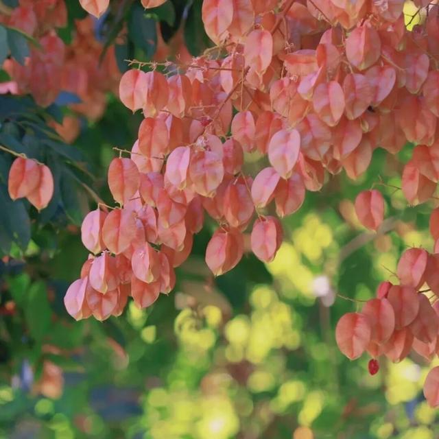 变了变了！秋日翔安，一路“繁花”