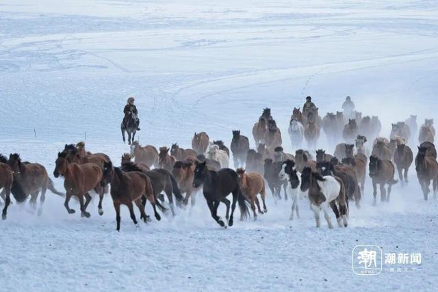 “她的电话	，许多牧民都存着”！老同事追忆贺娇龙：她很拼；70多岁母亲最新发声：让她静静地离开