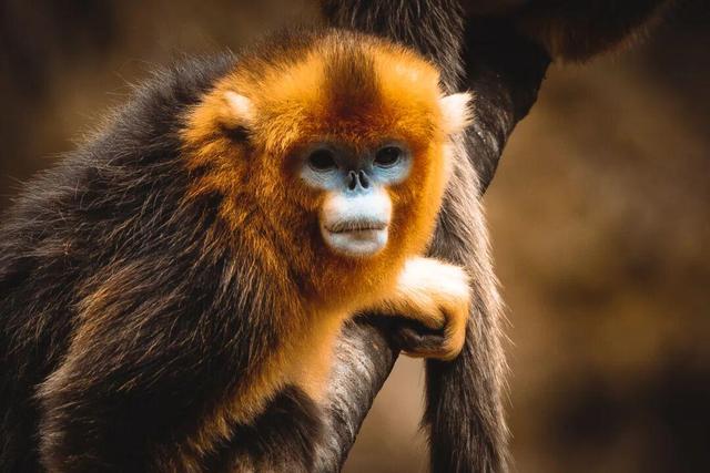 中国大陆首个！黄龙国家级风景名胜区获国际暗夜公园认证——璀璨星空下的生态典范，全球瞩目的暗夜之美