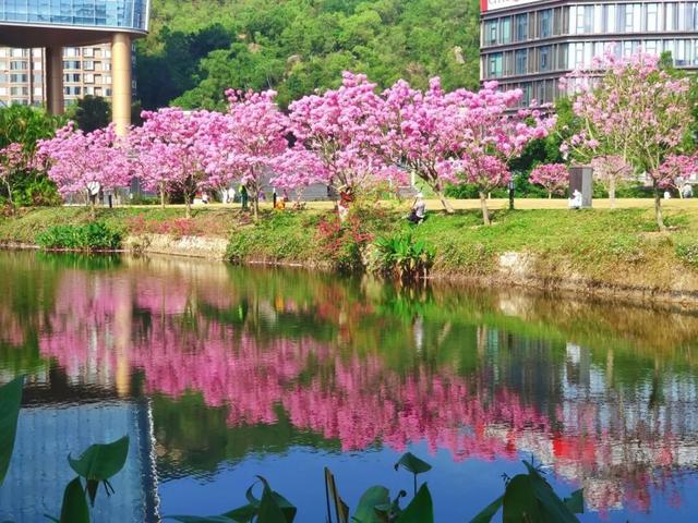 美到上央视！珠海超大花海，开好了！