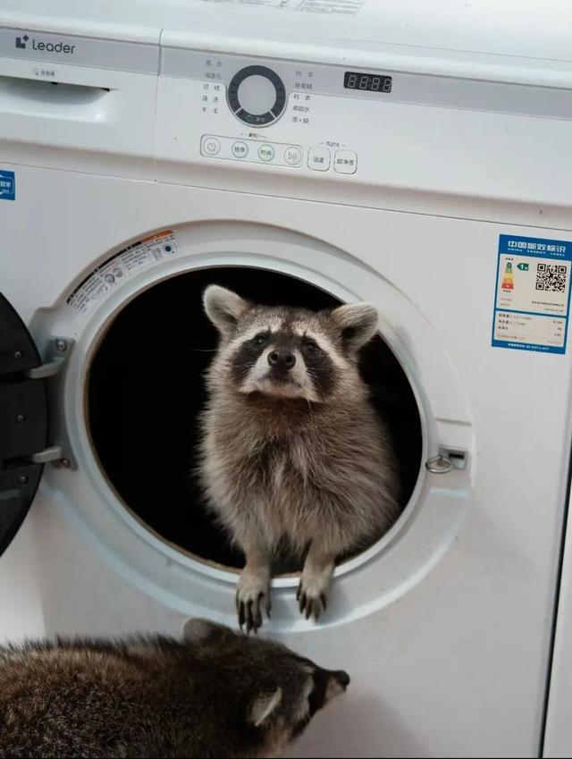 江宁“疯狂动物城”