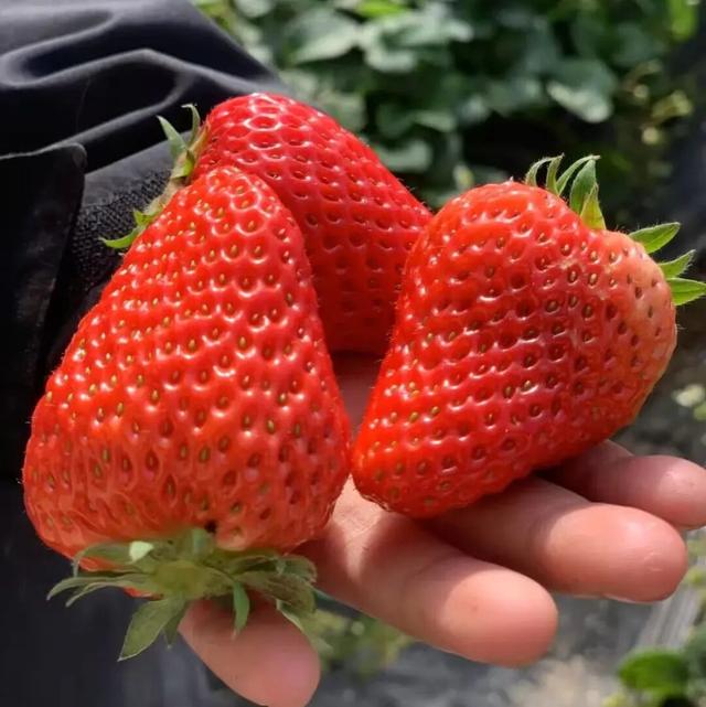 冬日甜蜜预警！永宁草莓采摘季来啦~