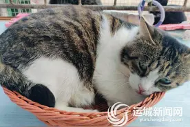 爱心猫舍，流浪猫温暖的家图片