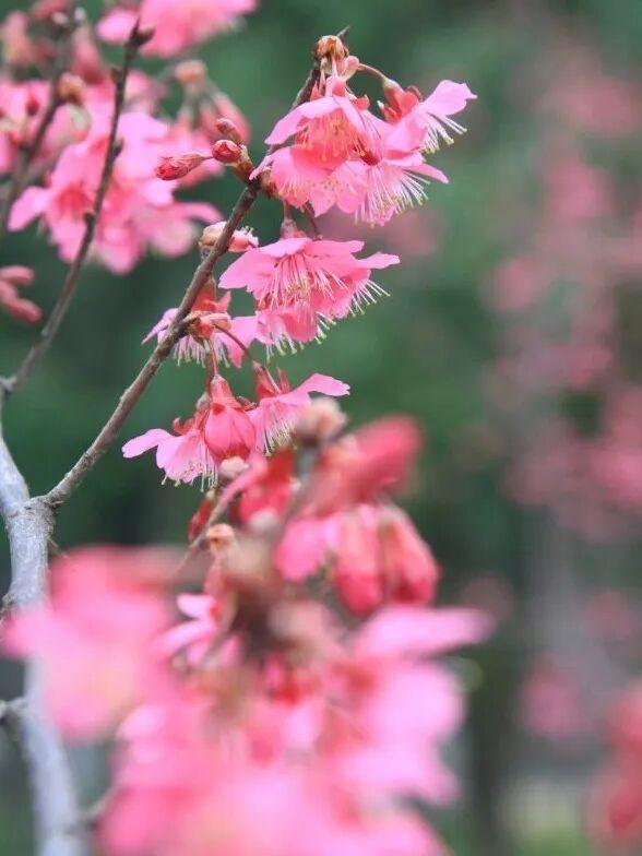 多处出现、武汉粉了！“没想到这么热闹”