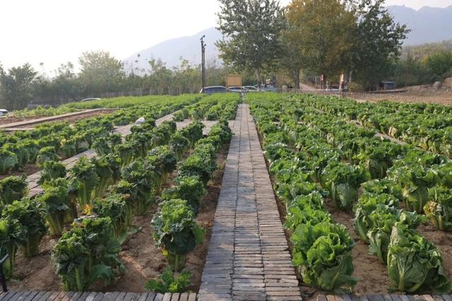 农耕文化焕生机！元氏县封龙山景区“状元学田”成为农耕文化新课堂