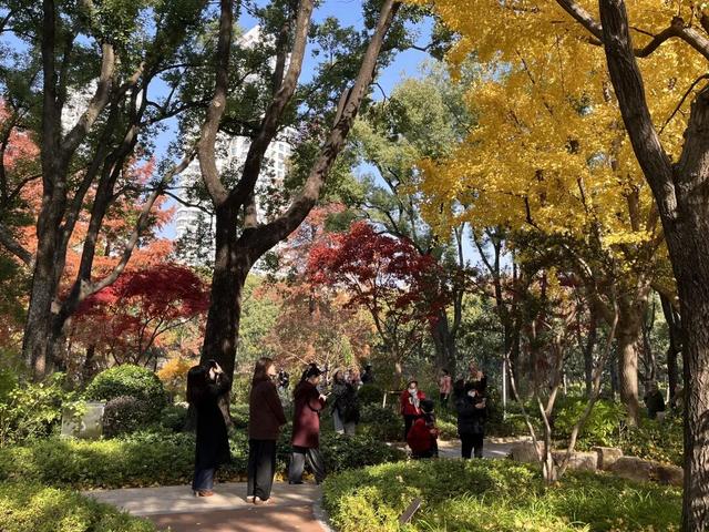 美翻了！苏河湾“红枫天桥”上线！更多金色、橙色、赭红色正在路上……来看↗