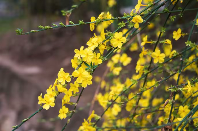 春天的请柬已送达！2026莱芜赏花地图“新鲜出炉”
