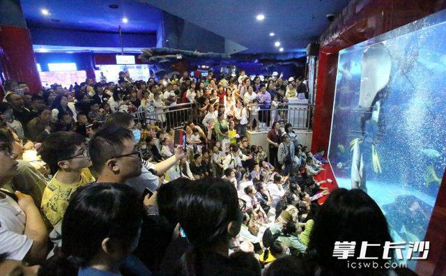 你来玩我买单，长沙海底世界惠客活动伴市民快乐过节