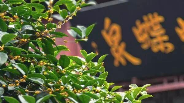 武汉多个公园已出现！市民直呼：太“上头”了