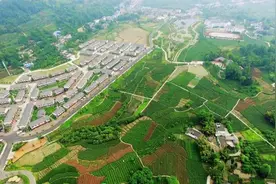 四川雅安即将举办“村跑” 3000跑者将在中国最大茶园“追逐茶香”图片