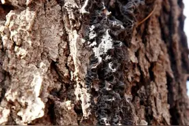 了解漆树：美丽林景背后的“过敏陷阱”图片