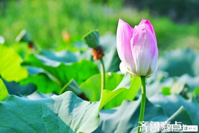 壹点号·秀山东｜济阳：黄河岸边，邂逅夏日清欢