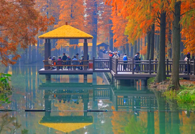 杉树红了！魔都藏着绝美水上森林→