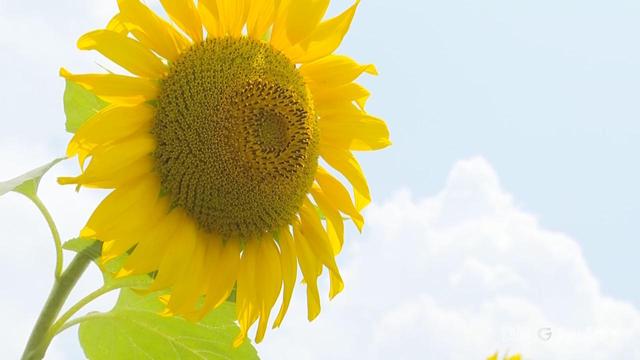 贵州以花为媒 绽放“美丽经济”