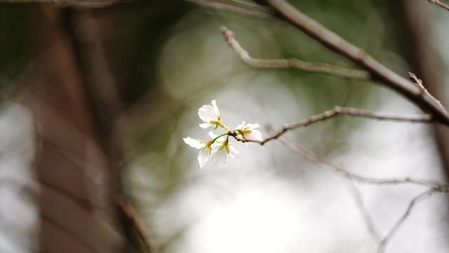 难得一见！桂花樱花同框，演绎秋日浪漫氛围