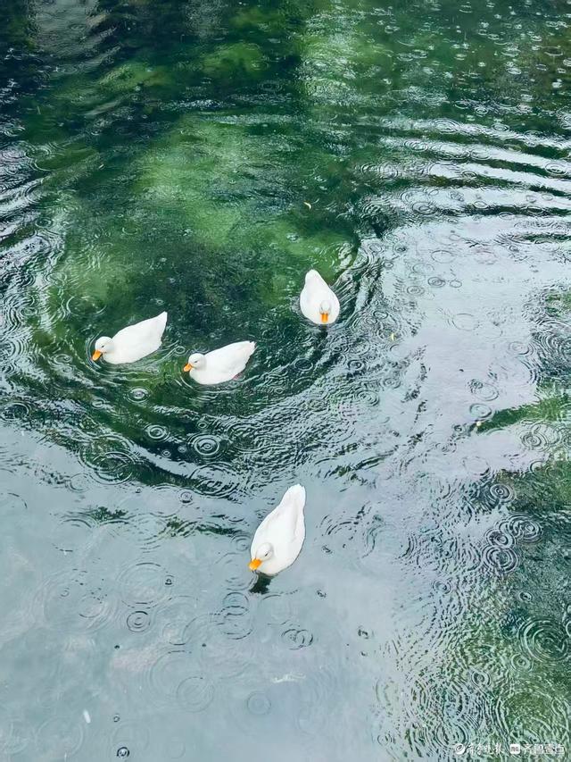 济南雨中的五龙潭公园更美丽
