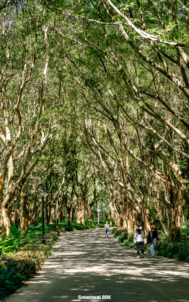 开在公园里的玻璃书房 · 深圳新安静空间