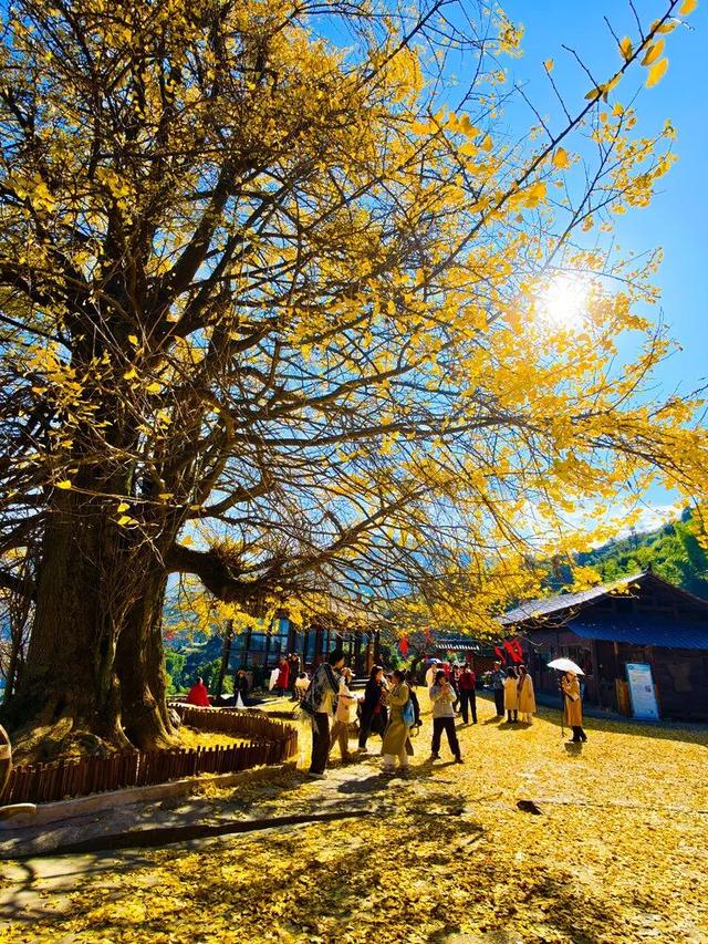 “暴力黄”全开！汨罗江雾、水垅村银杏……惊艳登场