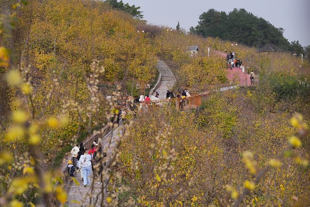 图片新闻｜北碚：蜡梅芬芳迎客来