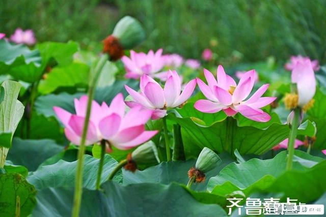 壹点号·秀山东｜黄河公园夏韵悠悠荷满塘