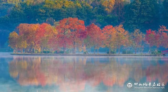 官宣：进入最佳观赏期！