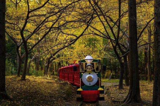 漫步这座“莫奈花园”，邂逅申城油画里的秋天