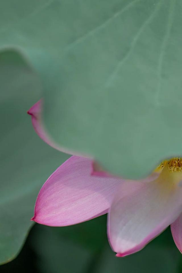 四时天工 扬州如画