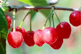 樱桃红啦！夏庄山色峪迎来樱桃丰收季图片