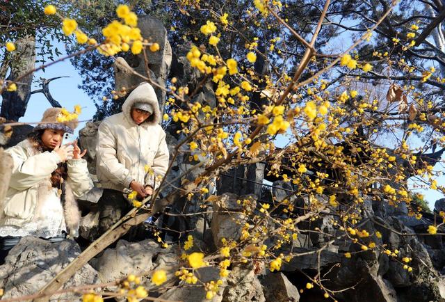 江苏苏州：狮子林蜡梅飘香引客来