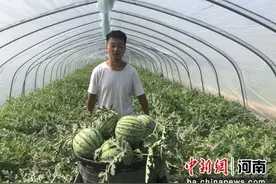 沈丘白集镇：订单西瓜“甜”劲足图片