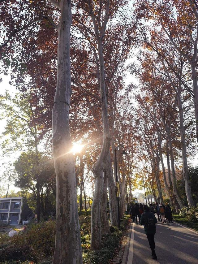 大武汉一日 | 这样解锁武汉的初冬浪漫，值了！