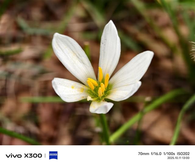 完美小屏影像旗舰！vivo X300手机评测：随手一拍就有德味 高阶技巧信手拈来